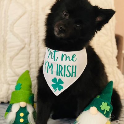 Pet Me I'm Irish Dog Bandana Pet Me I'm Irish Dog Bandana