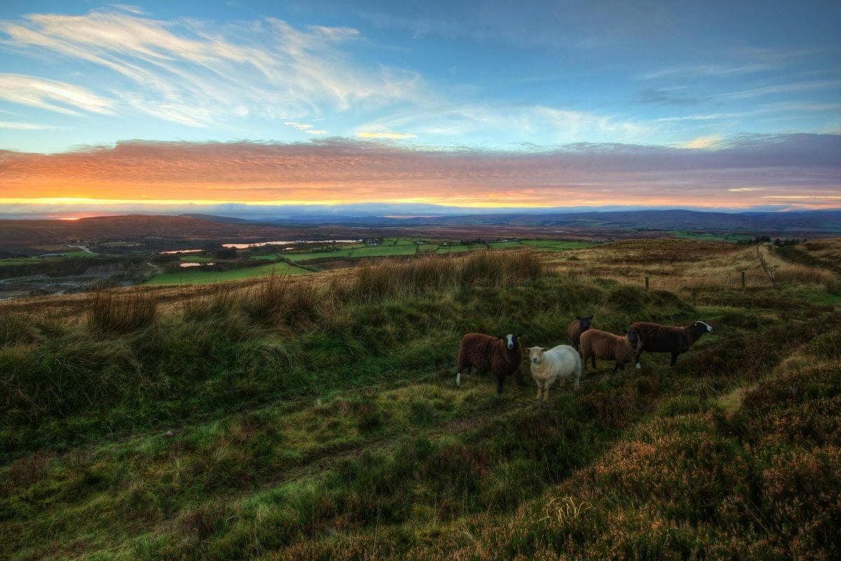 How a Letter Forever Changed an Irish Family's Destiny